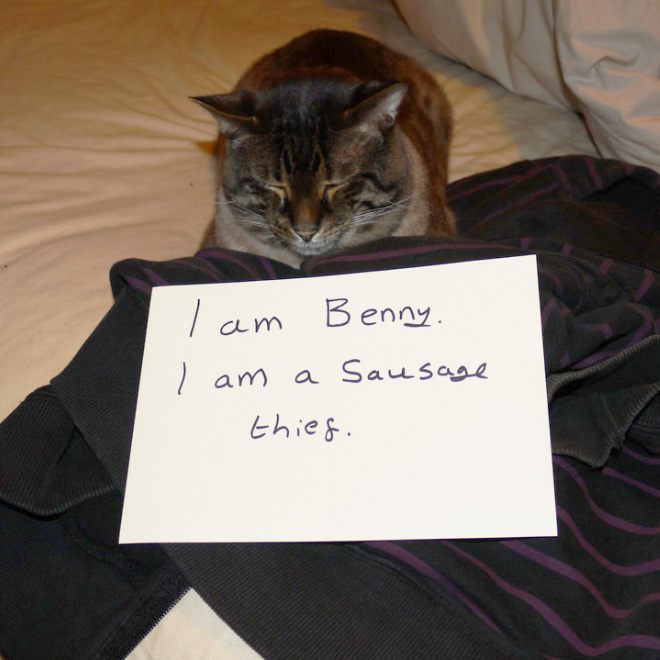 Cat Shaming