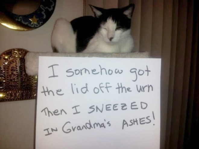 Cat Shaming