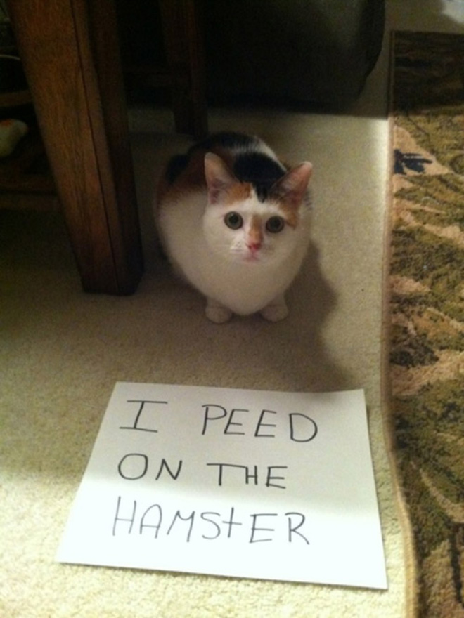 Cat Shaming