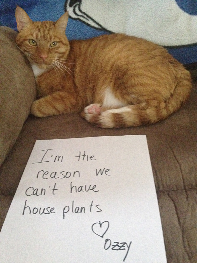 Cat Shaming