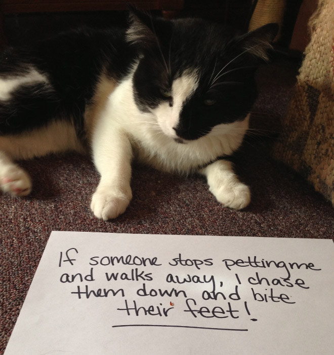 Cat Shaming