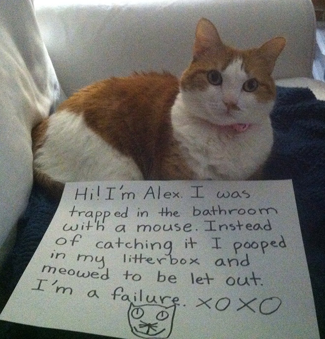 Cat Shaming