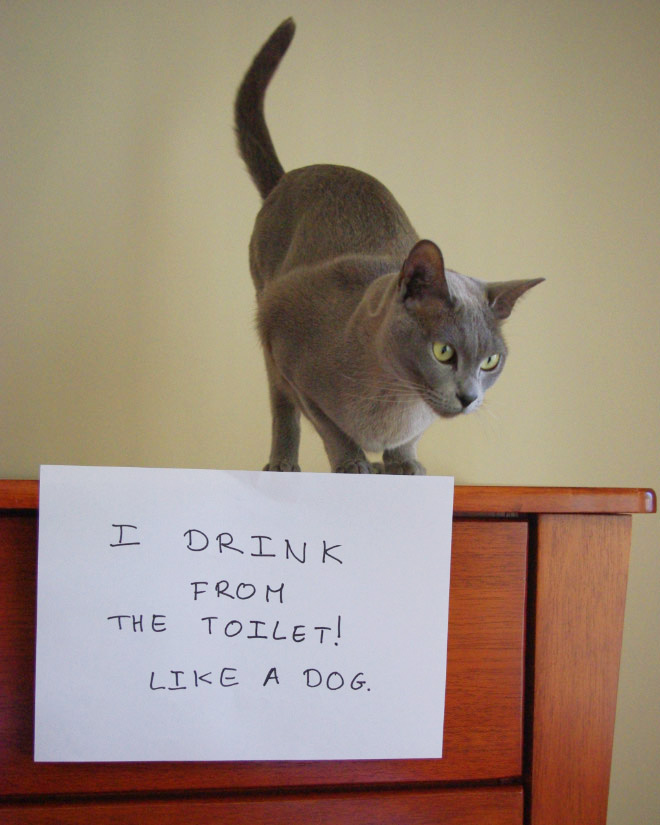 Cat Shaming