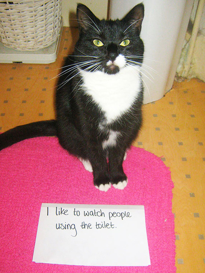 Cat Shaming
