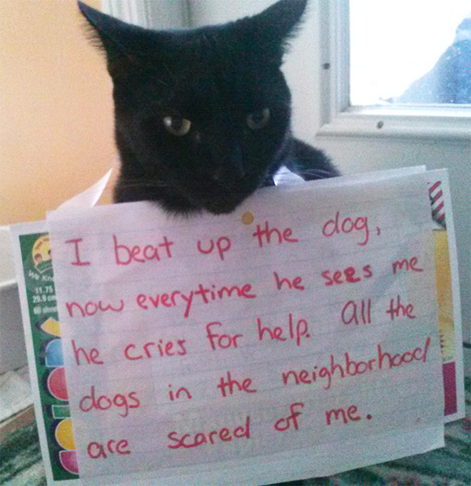 Cat Shaming