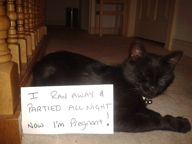 Cat Shaming