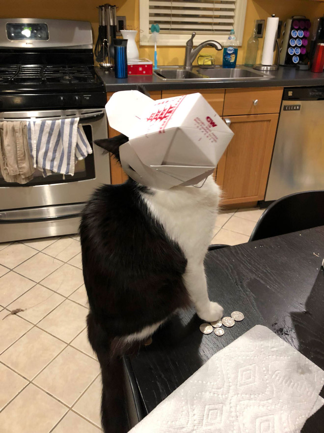 Cat Thieves Caught In The Act