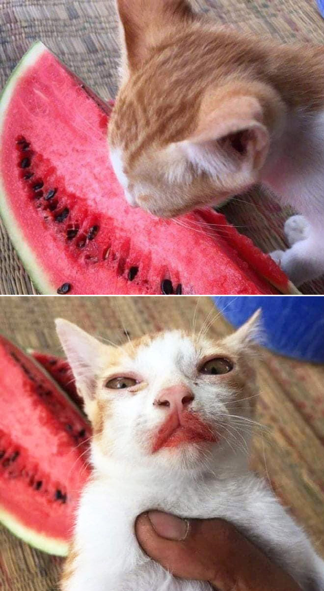 Cat Thieves Caught In The Act