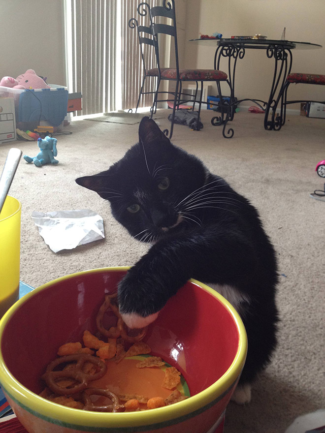 Cat Thieves Caught In The Act