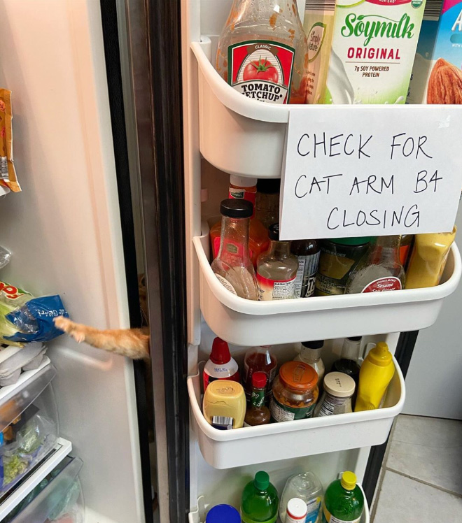 Cat Thieves Caught In The Act