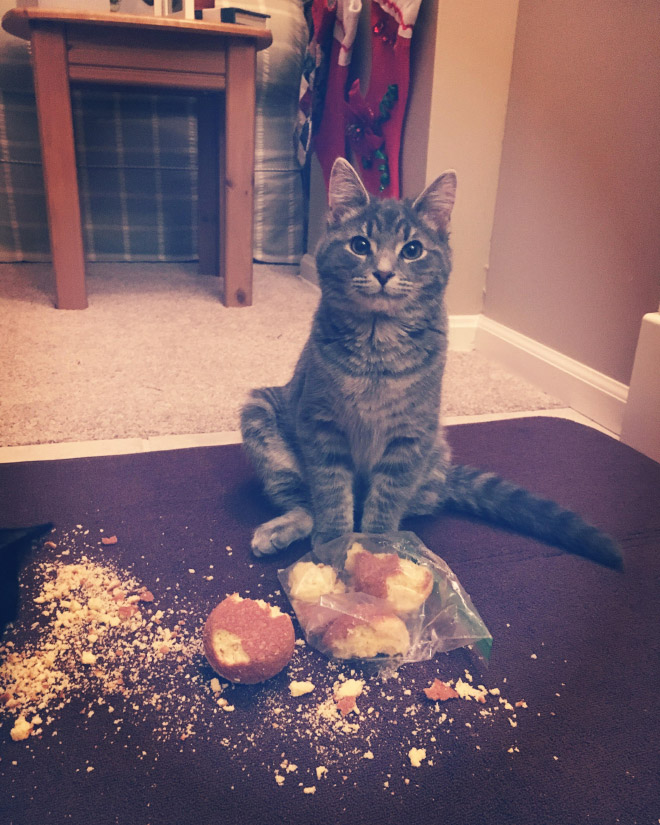 Cat Thieves Caught In The Act