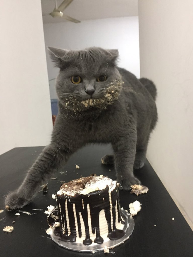 Cat Thieves Caught In The Act