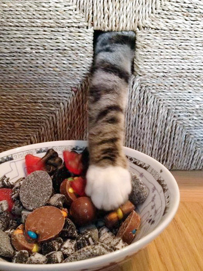 Cat Thieves Caught In The Act