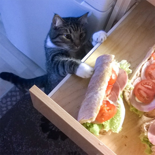 Cat Thieves Caught In The Act