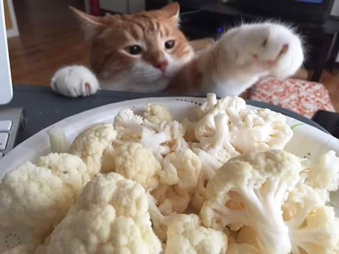 Cat Thieves Caught In The Act