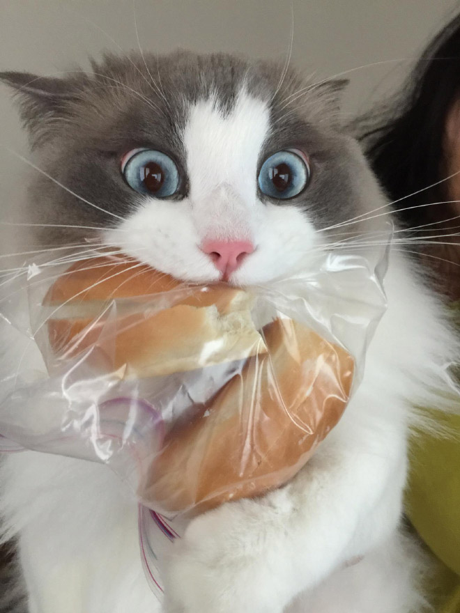 Cat Thieves Caught In The Act