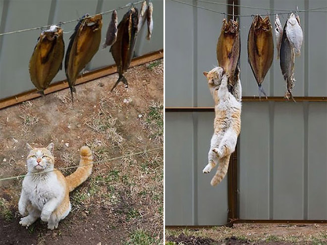 Cat Thieves Caught In The Act