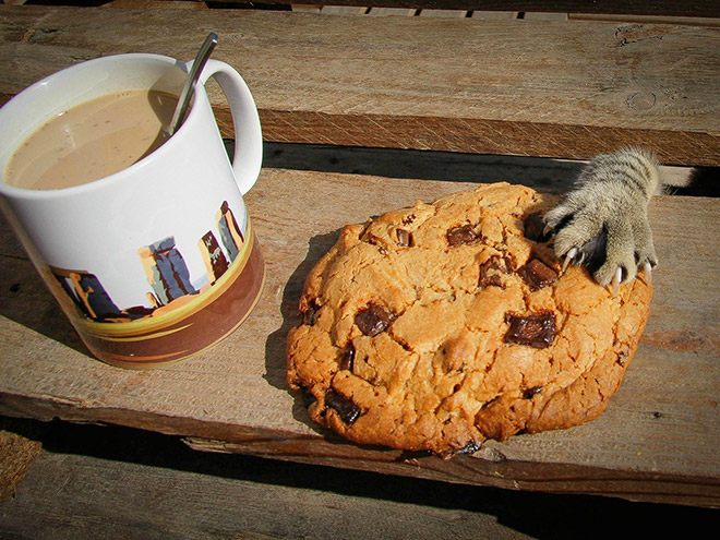 Cat Thieves Caught In The Act