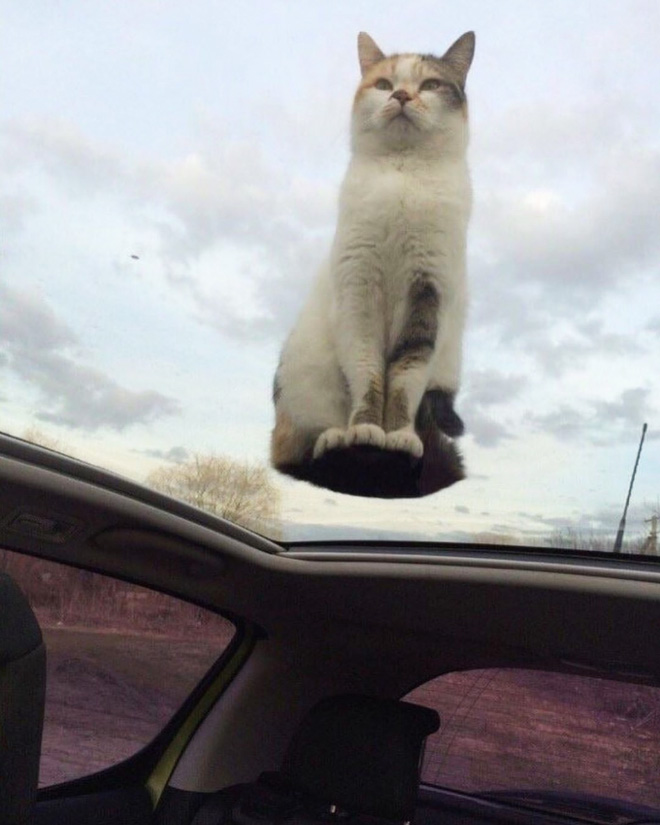 Cat UFOs Returning To Their Home Planet