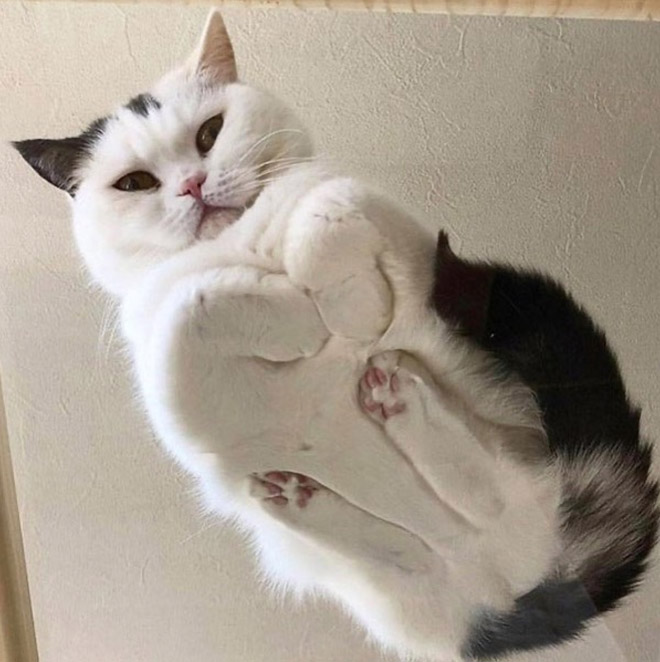 Cat UFOs Returning To Their Home Planet