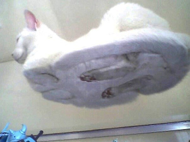 Cat UFOs Returning To Their Home Planet