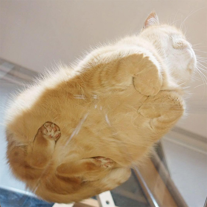 Cat UFOs Returning To Their Home Planet