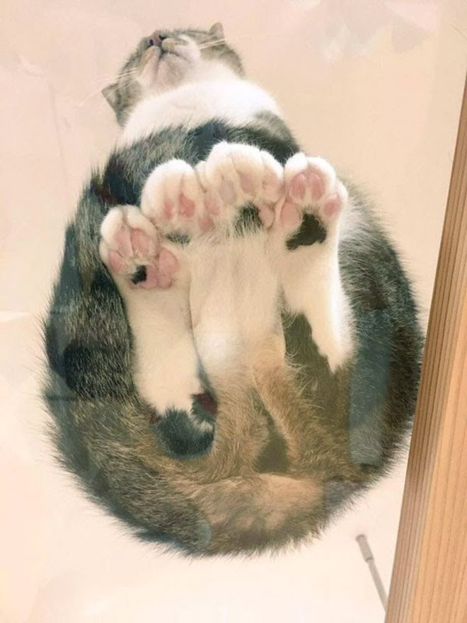 Cat UFOs Returning To Their Home Planet