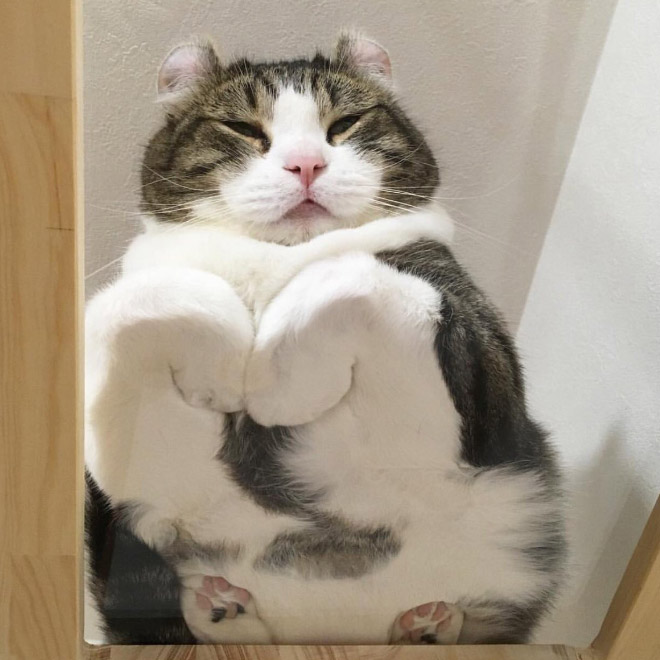 Cat UFOs Returning To Their Home Planet