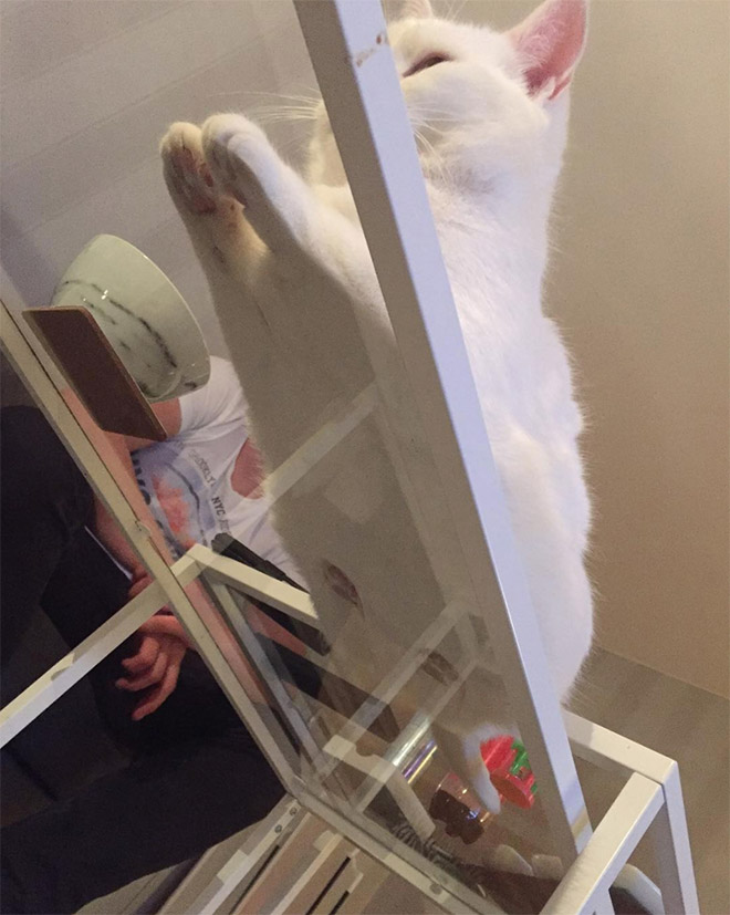 Cat UFOs Returning To Their Home Planet
