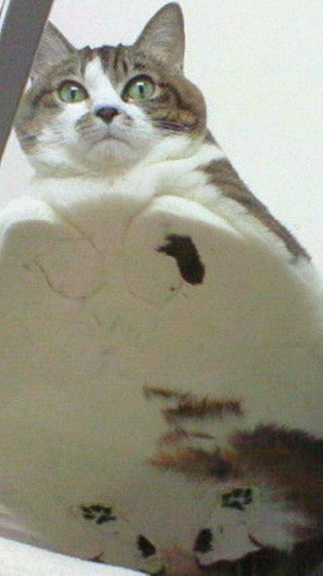 Cat UFOs Returning To Their Home Planet