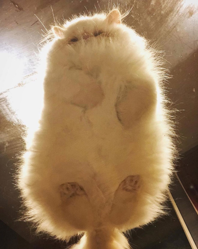 Cat UFOs Returning To Their Home Planet