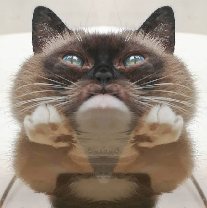 Cat UFOs Returning To Their Home Planet