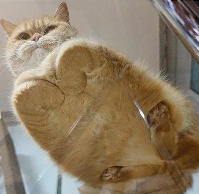 Cat UFOs Returning To Their Home Planet