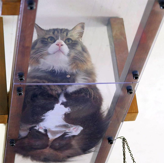 Cat UFOs Returning To Their Home Planet