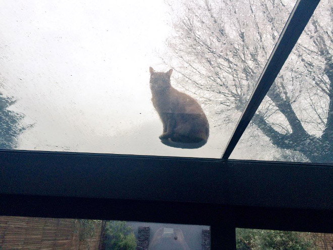 Cat UFOs Returning To Their Home Planet