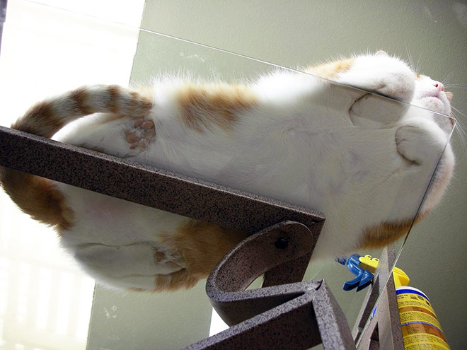 Cat UFOs Returning To Their Home Planet