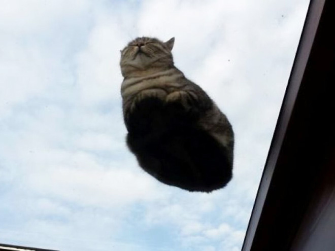 Cat UFOs Returning To Their Home Planet