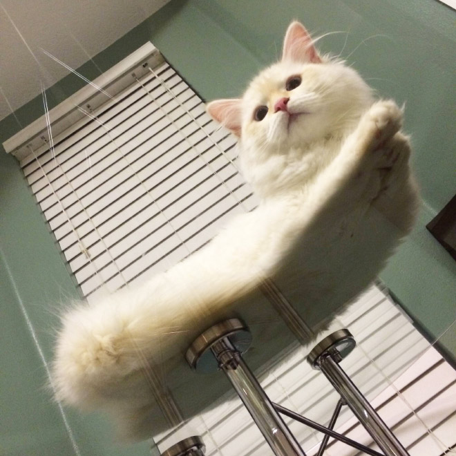 Cat UFOs Returning To Their Home Planet