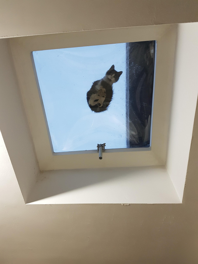 Cat UFOs Returning To Their Home Planet