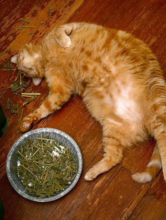 Cats High On Catnip