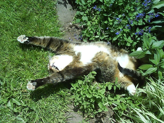 Cats High On Catnip