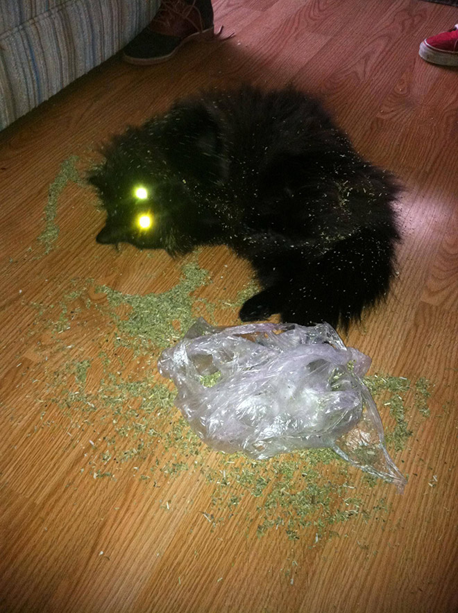 Cats High On Catnip