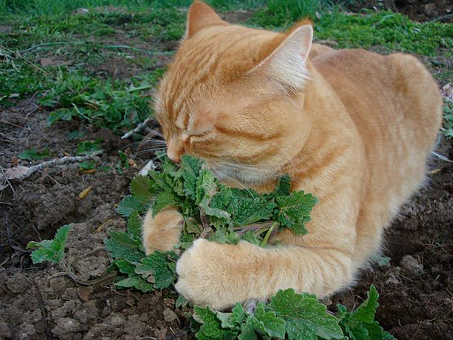 Cats High On Catnip