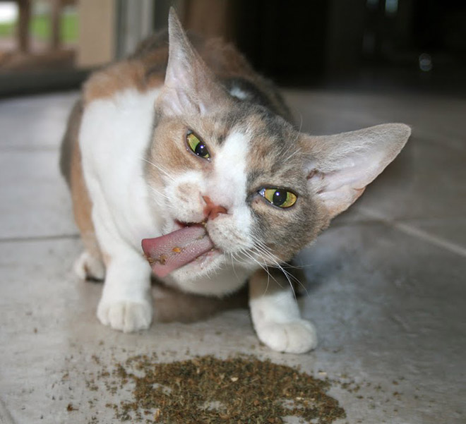Cats High On Catnip