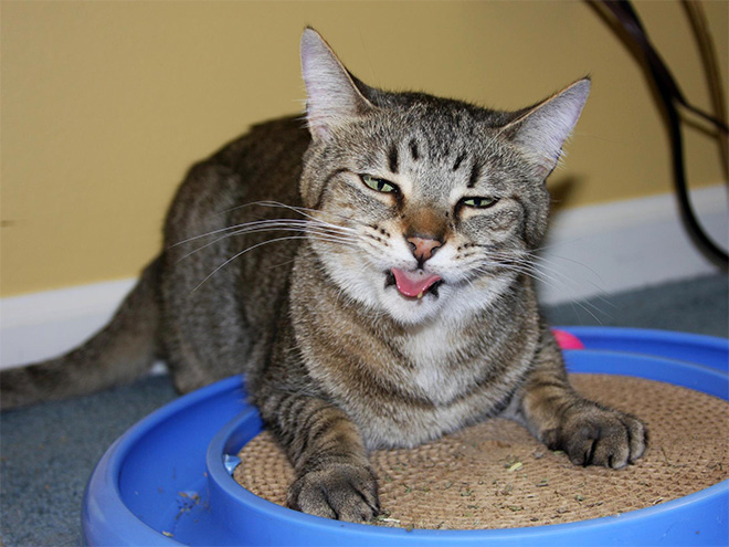 Cats High On Catnip