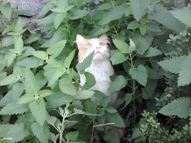 Cats High On Catnip