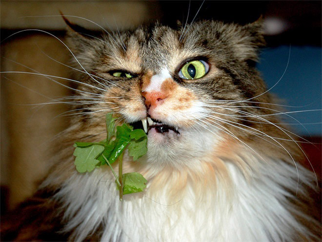 Cats High On Catnip