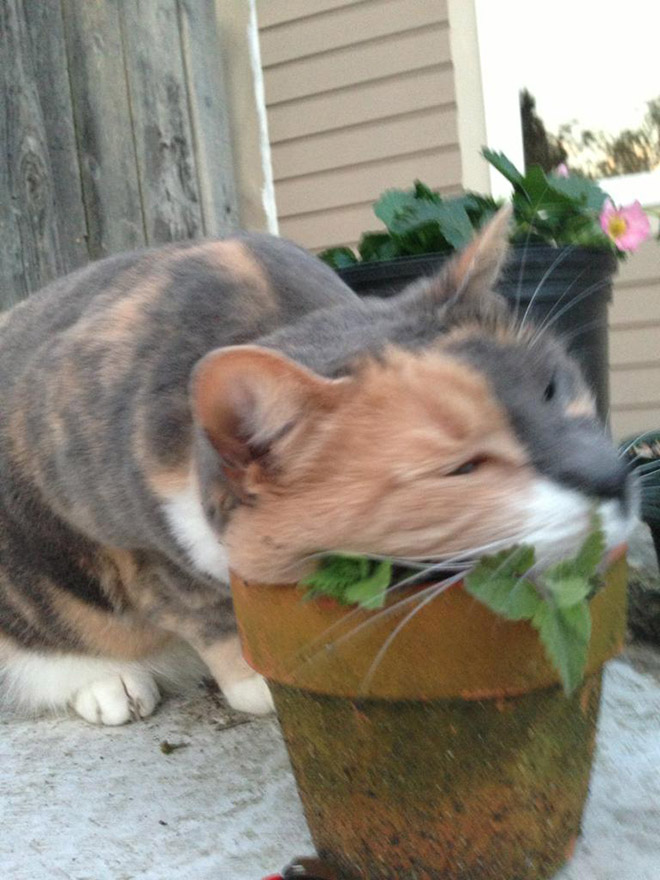 Cats High On Catnip