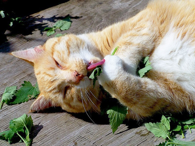 Cats High On Catnip