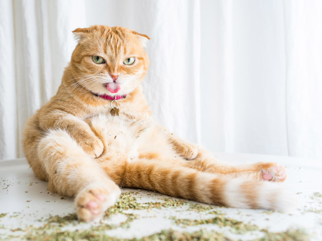 Cats High On Catnip